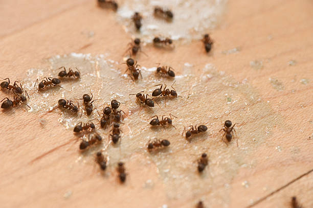 Insect Control in Hyattsville, MD
