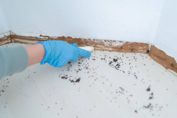 Best Mosquito Control Services  in Hyattsville, MD